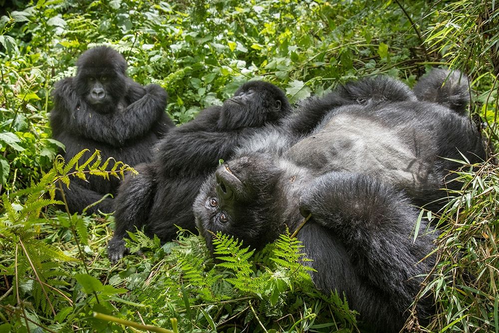 Africa-Rwanda-Volcanoes National Park-Mountain Gorillas resting in rainforest art print by Paul Souders for $57.95 CAD
